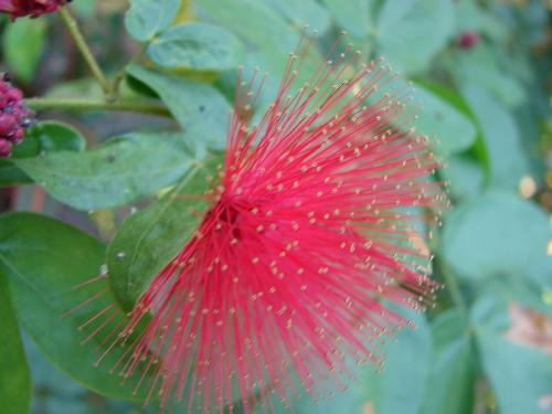 flower - flower