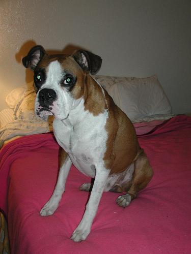My AKC Male Boxer - Theo - My bud, my pal, my companion, my hero, my other son, my heart!