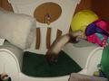 My baby Ricochet - Ferret Ricochet on a cat chair as a baby.