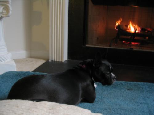 Rita - Rita, our Kanine Companion