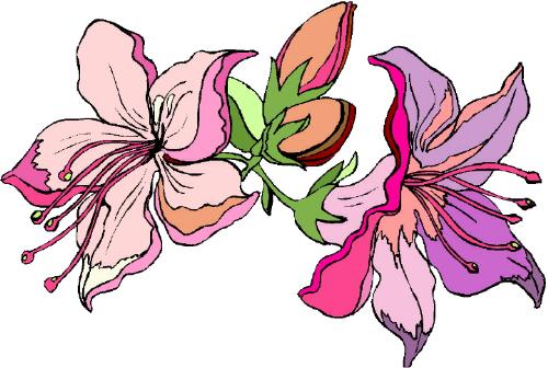 Lilies - Lilies