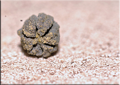 Caterpillar Dung - microscopic caterpillar dung Caterpillar Dung - microscopic caterpillar dung