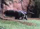 giant Anteater - as I stated an Ant Eater...walking on its knuckles til it needs the massive claws...nice coat of fur and apparently a stiff tail