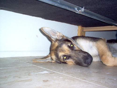 my dog - this is my dog sheena sleeping under my bed