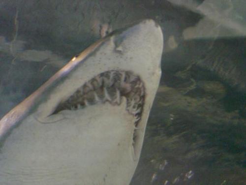 shark! - a great shot of a shark right above me!
