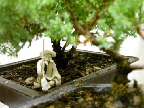 my bonsai trees - This is a shot I took of my bonsai trees, with the little clay man as a centerpiece. This is probably the coolest photo I have ever taken.