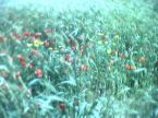 Poppies - Don't you just love it!