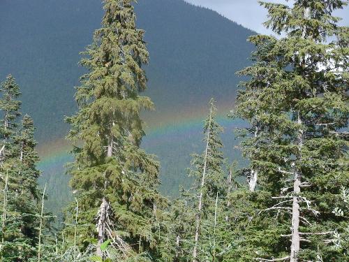 Rainbow - Here is a rainbow that I shot too bad those big tree's were in the way it would have been a good shot.