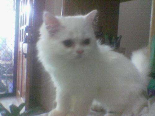 White Persian Cat - This is to show how does a persian cat look like so those who dont know it, here is the picture of a real persian cat.