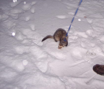 My Ferret - This is my ferret playing in the snow.