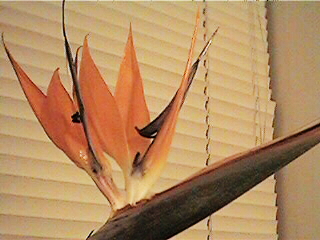bird of paradise - A beautiful tropical flower that I really love.