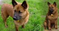 Puppy. - I found these pictures on google and blended them. =)