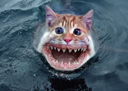 Jaws Kitty - This is a funny pic that a friend sent me via email. Thought I'd share it with everybody. Too funny.