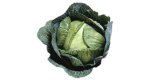 cabbage - cabbage