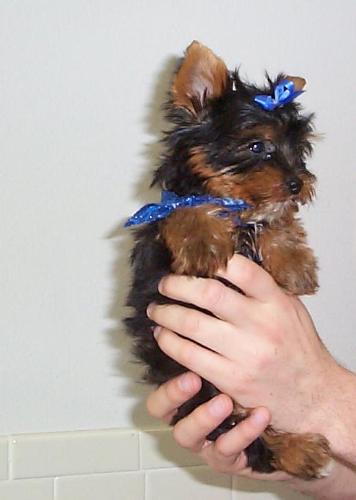 baby yorkie - the cutest yorkie i have ever seen.