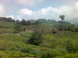 munnar - munnar