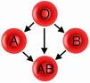 blood group - blood group a b ab o