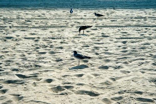 Birds on the Beach at Virginia Beach - Took this July as we walked on the sands
