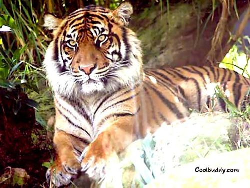 tiger - t1