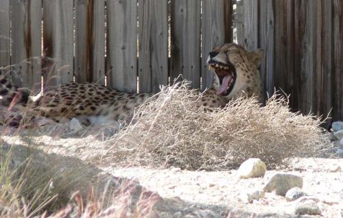 Cheetah - Cheetah at The Living Desert in Palm Springs, California.