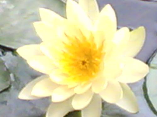 lotus - beautiful  flower