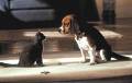 What do you like better, cats or dog? - What do you like better, cats or dog?
