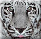 lion - i love this animal