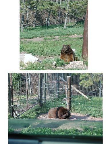 Bear Sunbathing and the camera shy Bear - Bear Country USA, South Dakota