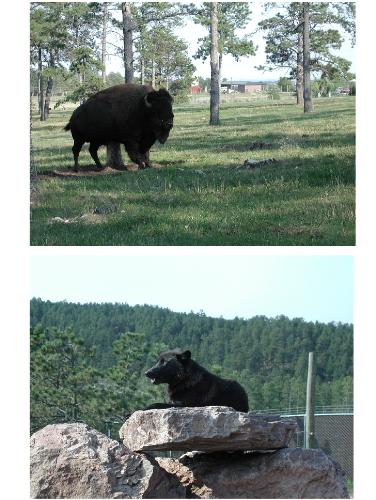 Bison and Black Wolf - This is driving though Bear Country USA, South Dakota