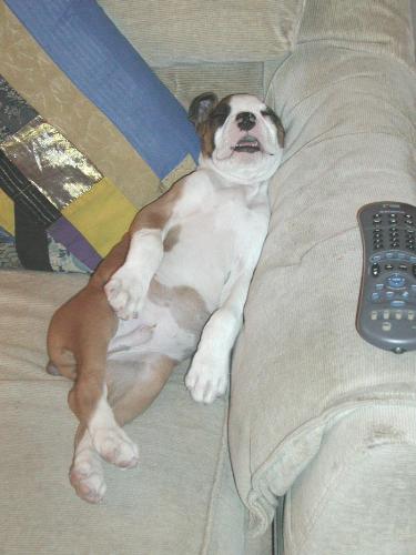 My dog Theo, a rare couch potato moment - Now that's the way you want to relax on a Sunday afternoon... Remote and all...