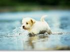 lovely small dog - lovely small dog.Do you like it ? Dear friends ?