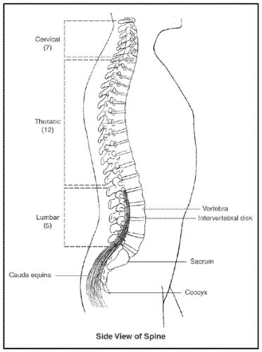 Normal Spine: - Showing the side view of a normal spine. Illustration credit: NIAMS