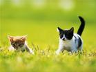 small cat - she is so lovely that I like it very much .How are you feel ?
