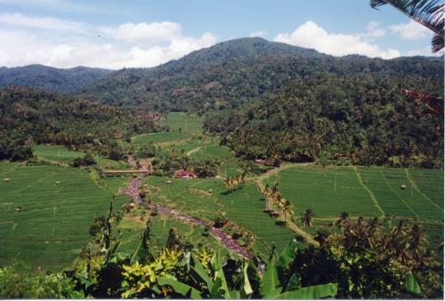 Bali's Rice Fields  Bali Indonesia - The rice fields of Bali..