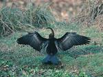 wing - fly