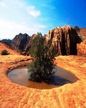 desert magic - A tree in desert.. only  one water spot in whole desert..Survival of the fittest...