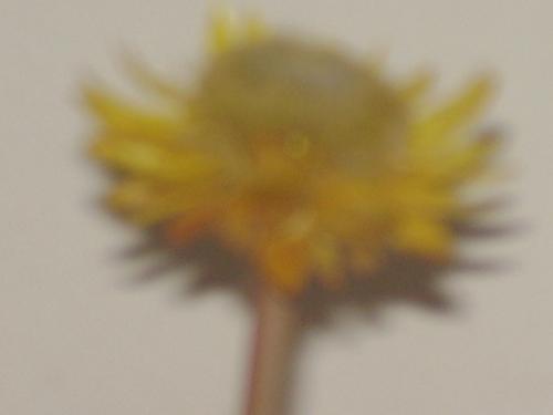 A rare flower - A rare flower, which we will get from Kodaikanal in Tamilnadu, India, once in a year and have life for long. I got this flower in 2004 dec. and still i am having this.