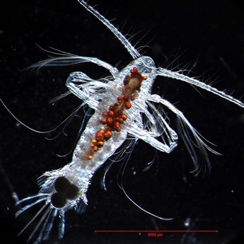 Researchers nicknamed it the "Jurassic shrimp". - Neoglyphea neocaledonica