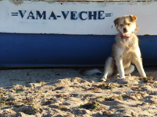 I like these dog - from'Vama Veche'the place to be...