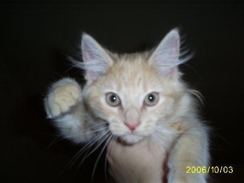 Mason looking handsome. - Doesn't he look like Simba a little bit?  I think he looks so adorable in this pic!