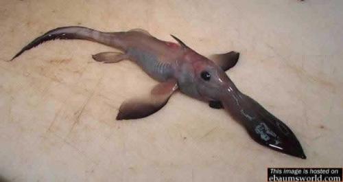 Tsunami creature?? is this thing real?? - i saw the creature that found after tsunami..woow men, it's like in the monster movie...is that thing for real? or just mutation