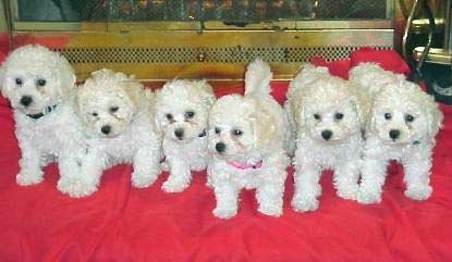 dogs - cutie sweety dogs