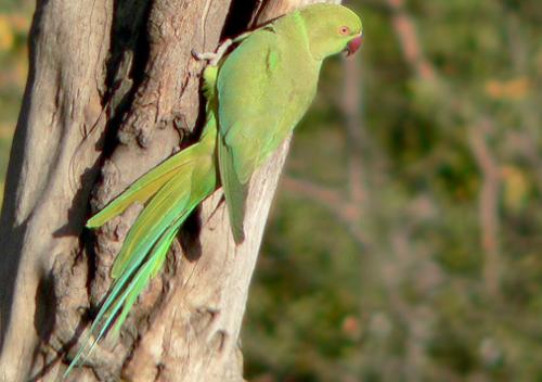 parrot wild - wild parrot