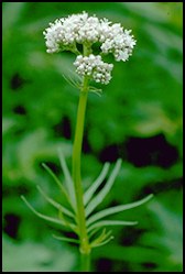 Valerian flower - Valeriana officinalis - .JPG image of the Valerian flower.  The root of the Valerian plant is used to treat a variety of conditions including migraines, nervousness and insomnia