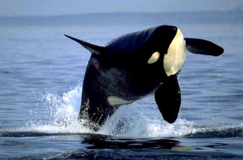 Whale - Whale
