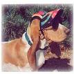 My pet - pet hero in world