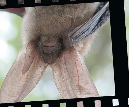 film - film slide