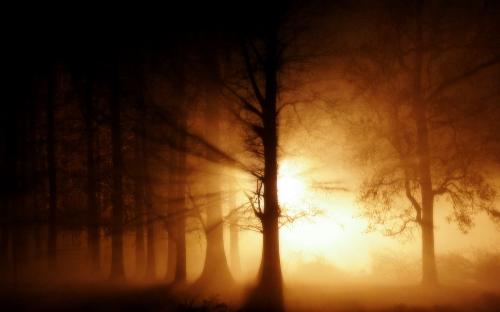 Forrest - make the siluete...