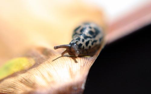mr.slug - mr.slug