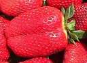 strawberry - strawberry